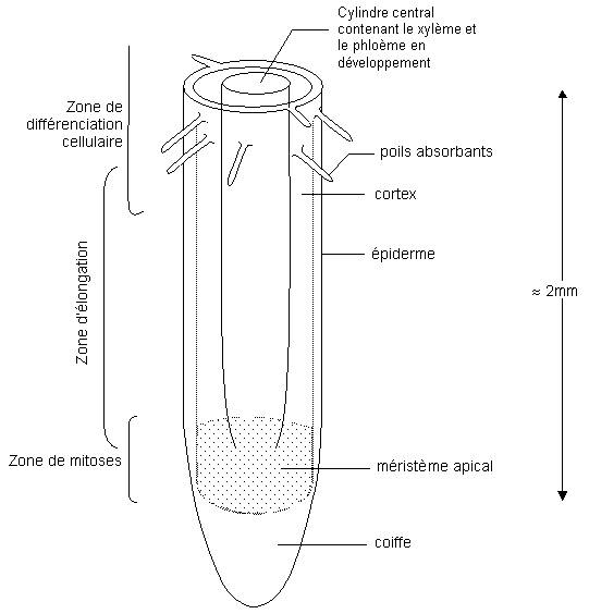 racine+meristeme schema.jpg